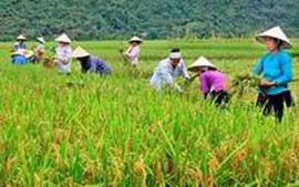 Lào Cai phấn đấu cung cấp được 65% nhu cầu giống lúa lai